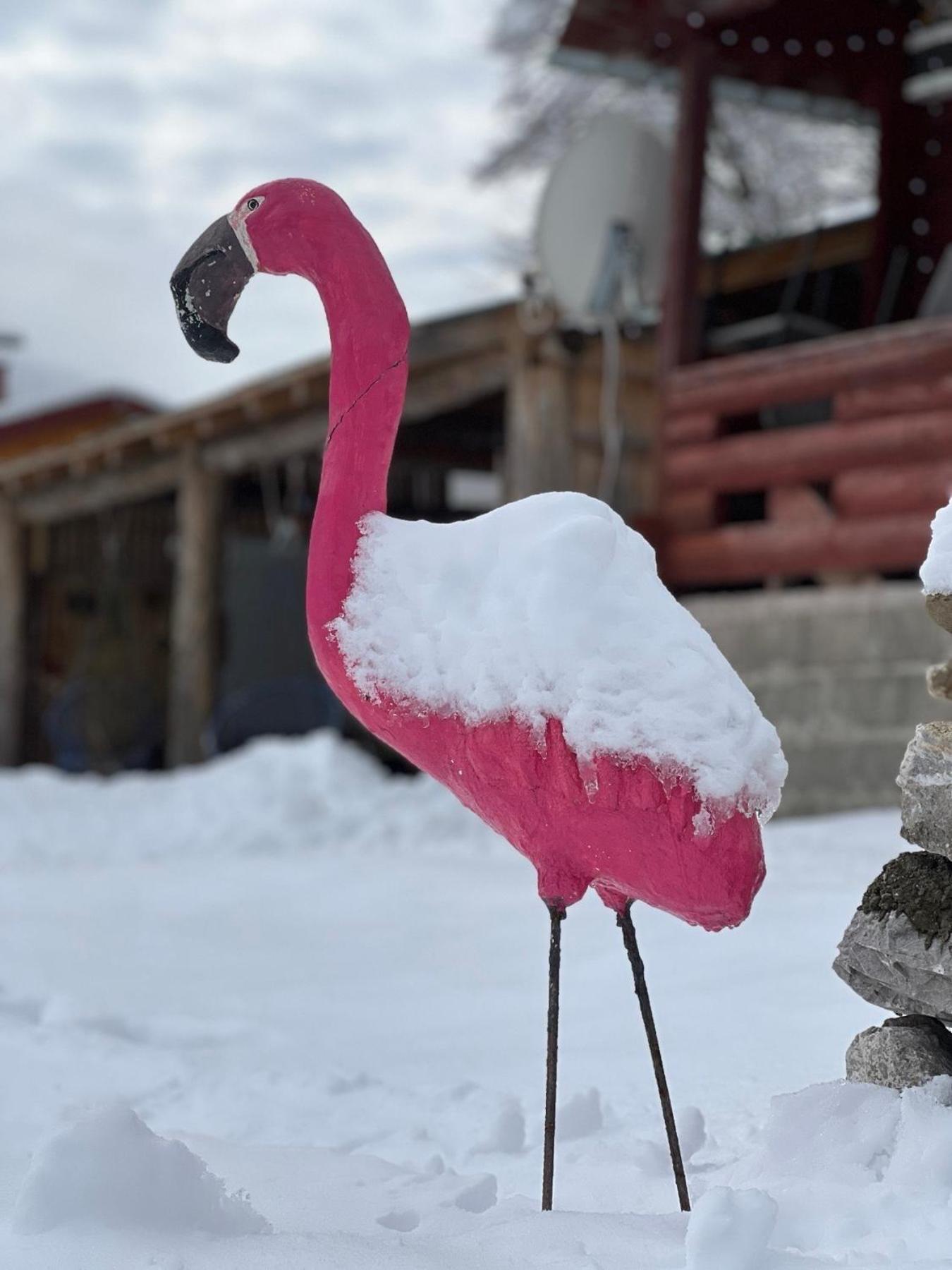 Villa Matesevo Guest Hauses Kolašin Esterno foto